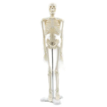 45 см Анатомическая модель скелета человека Медицинский плакат Учебное пособие по медицине Анатомическая модель скелета человека