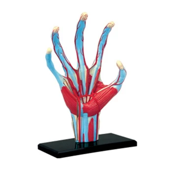 Анатомическая модель скелета человеческой руки с мышцами, связками, нервами, Кровеносными сосудами, Челнок