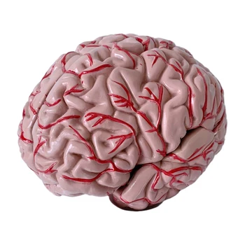 Модель мозга для занятий по анатомии Изысканная поделка и реалистичный внешний вид для улучшения обучения